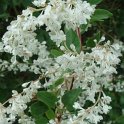 Polygonum aubertii fleur